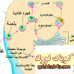 lysozome1li4
