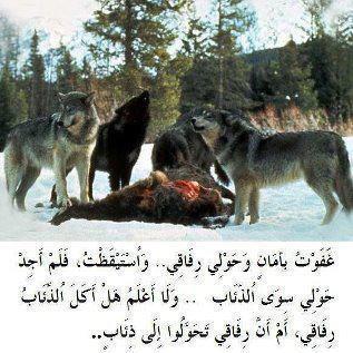 رفاقي-والذئاب