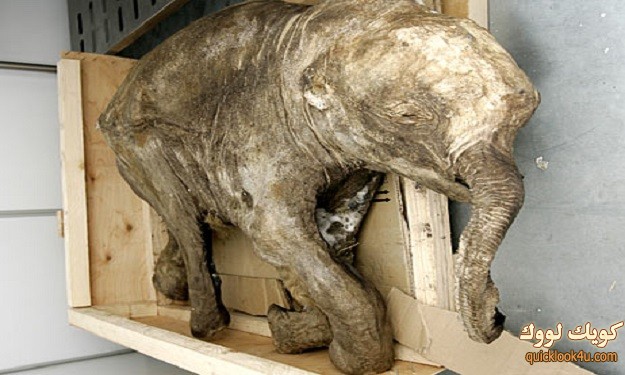 mammoth