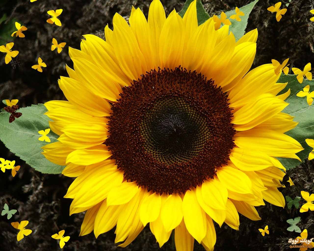 sunflower