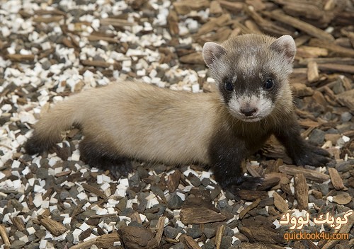 Black-Footed Ferret