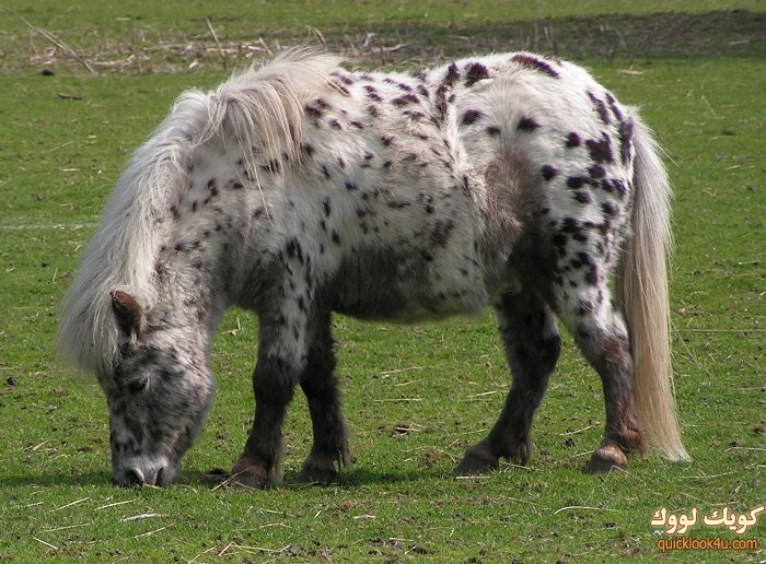 Shetland_pony_dalmatian2