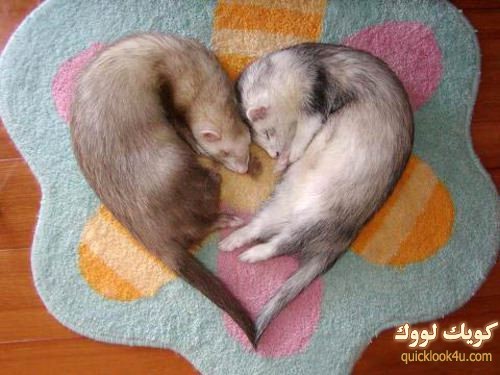 ferret-1-500