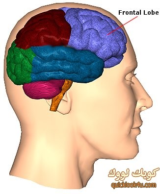 frontal-brain