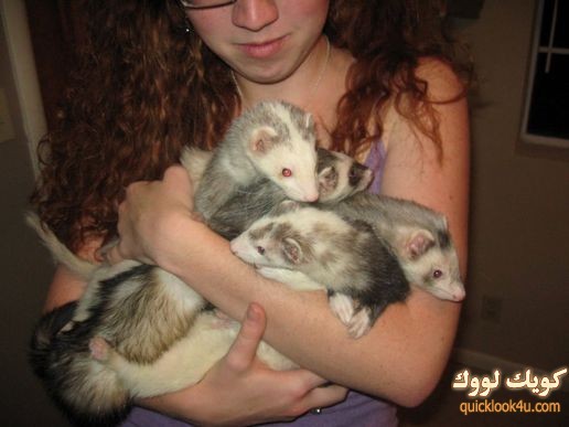 house-full-of-ferrets