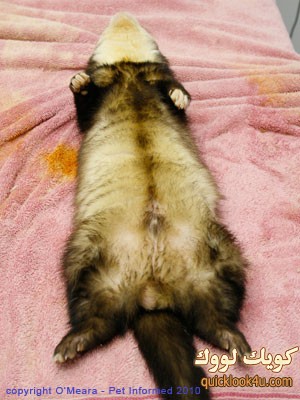male-ferret-testicles