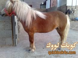 pony
