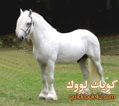pony1