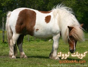 pony_000001721724XSmall