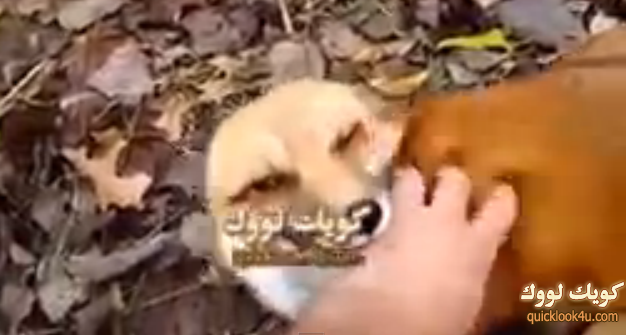 2014-01-19_fox