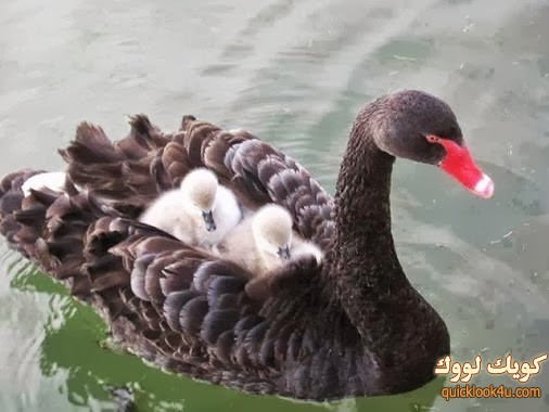 duck