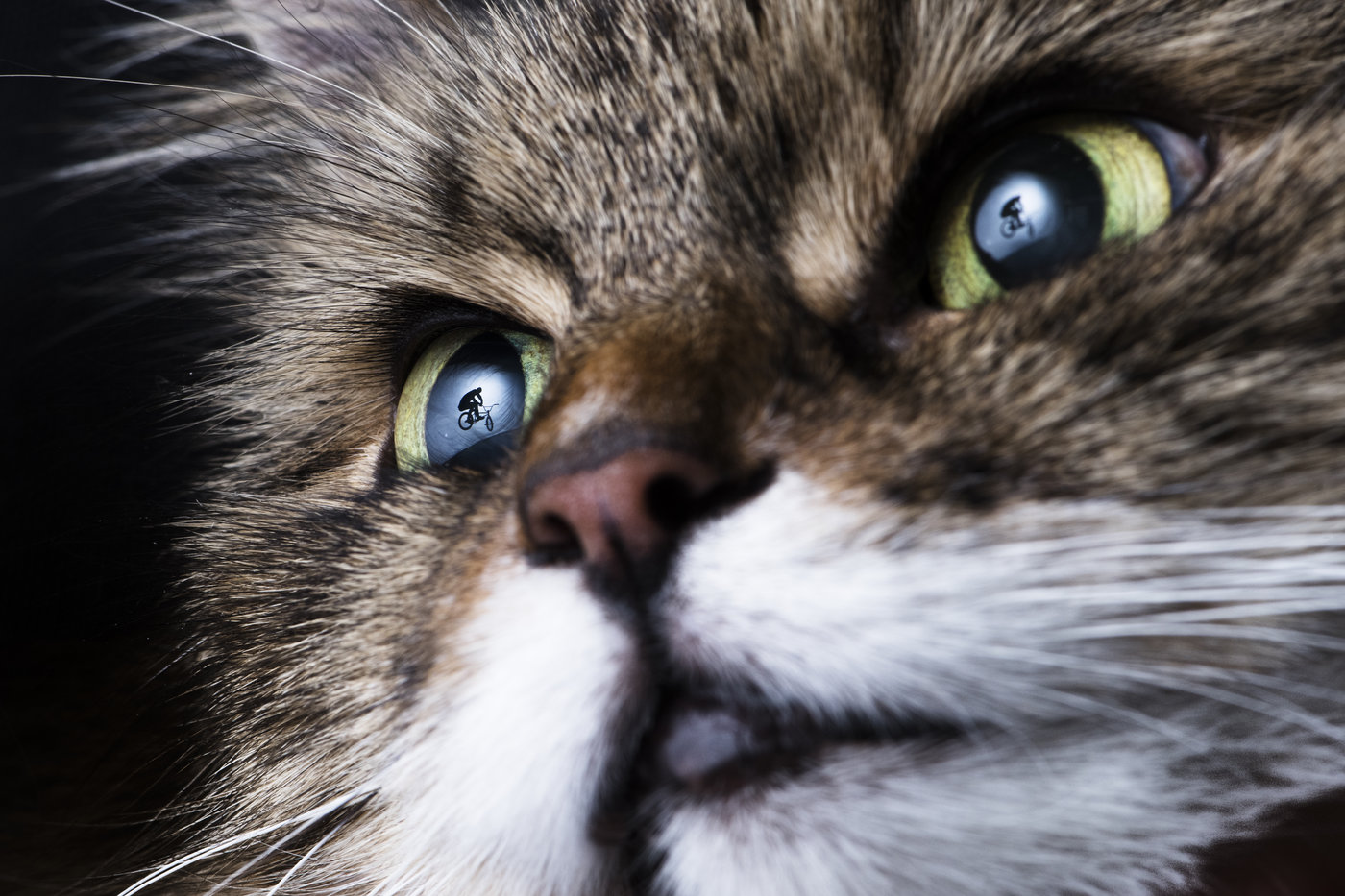 This image was made for the internet. Why? Cats