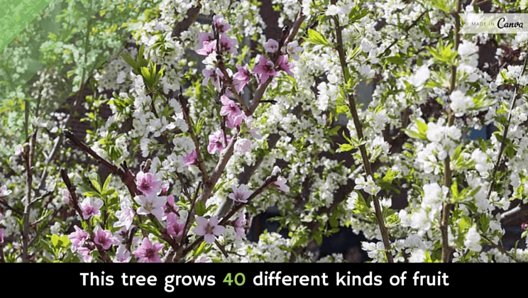 incredible-tree