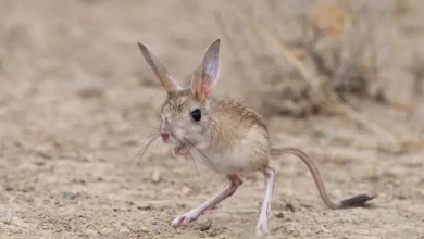 تفسير حلم الجربوع