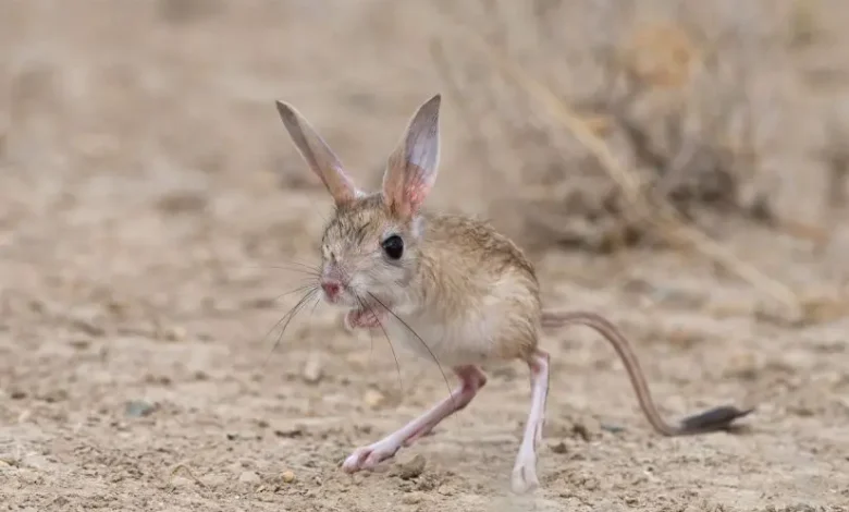 تفسير حلم الجربوع
